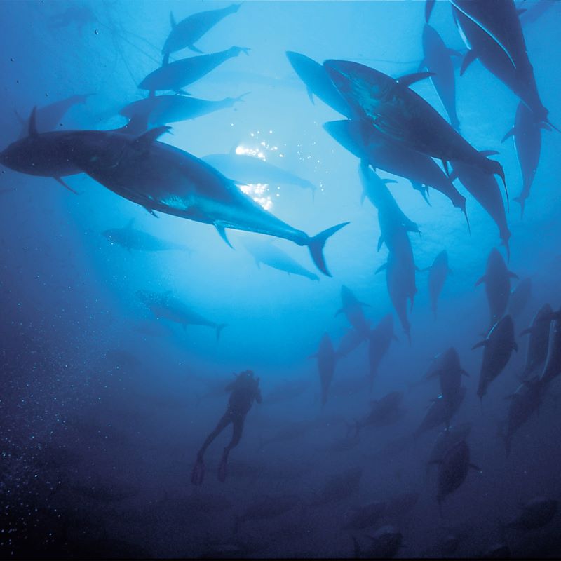 METRO_News's tweet photo. #Tuna with a clear conscience? It's possible at SamaQ by ArabesQ in Düsseldorf. The fish comes from #sustainable #aquaculture and is served in a variety of ways. Find out more at #MPULSE 👇 /vd