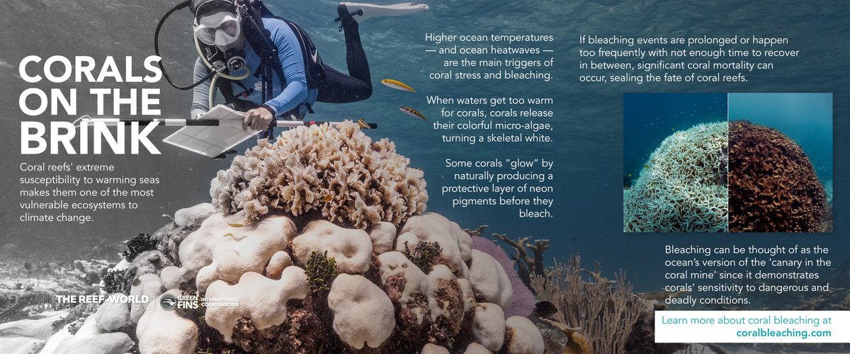 The value of healthy reefs extends far beyond economics. If #coralreefs go, we go with them. We can all do our part in protecting these incredible ecosystems. Go to coralbleaching.com to learn how. #coralbleachingawareness #forcoral #lifeisbetterincolour #saveourreefs