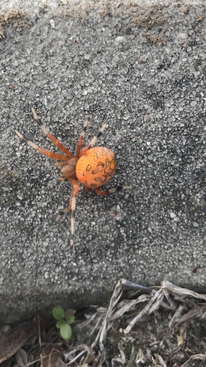 genom813's tweet photo. Spotted this guy on the trail yesterday. “Pumpkin Spider”, also known as the Marbled Orbweaver. #spiders #getoutside #NatureBeauty https://t.co/RkizGImonF