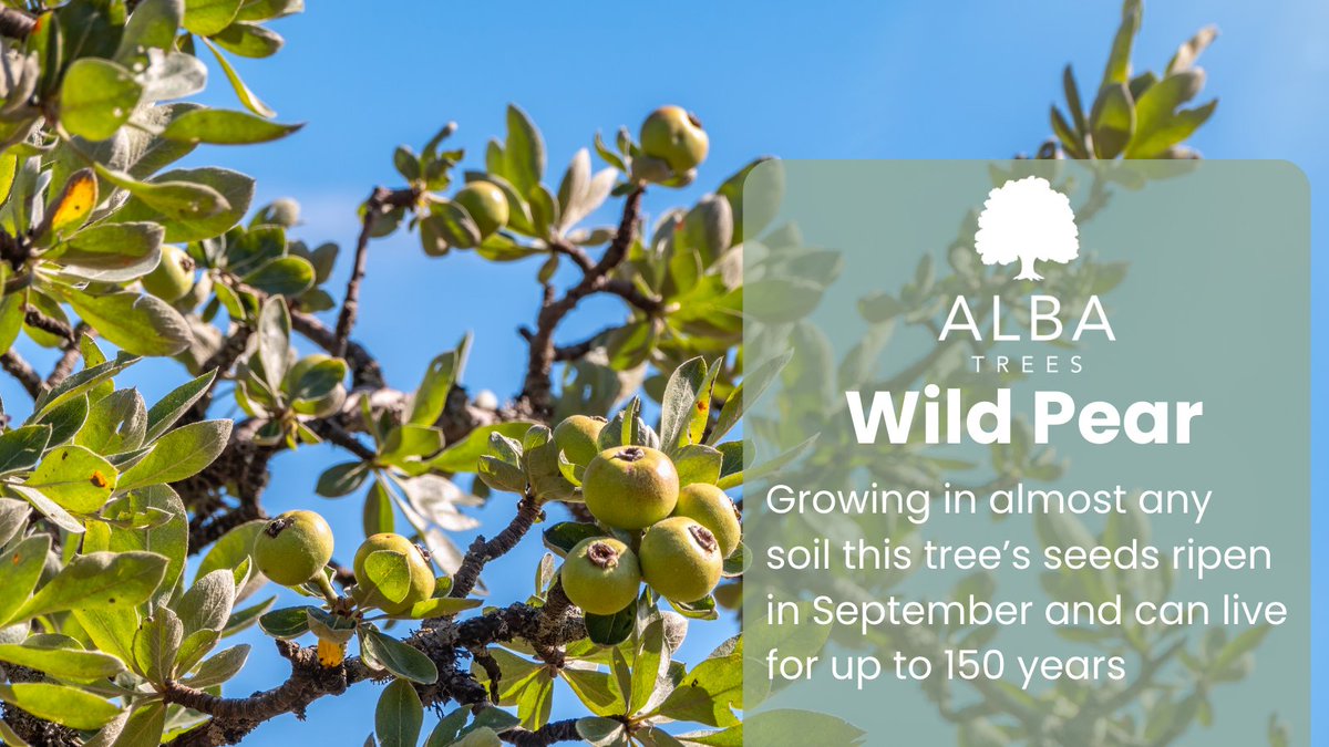 Introducing Wild Pear, a beautiful yet resilient tree which is popular with gardens and estates alike. 💪🌳 Check them out here >>> albatrees.co.uk/item/34/albatr… #forestry #sustainability  #greenfingers #gardening #albatrees