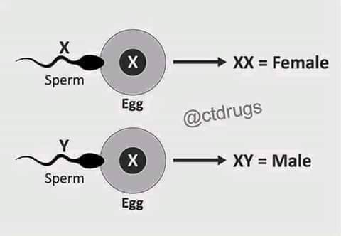 StelxyG's tweet photo. HOW TO SELECT YOUR BABY'S SEX.

Sperm cells are either X or Y. The Egg cell is always X. If X-Sperm cell meets the egg(X) the baby will be a Girl (XX). If Y-Sperm cell meets the egg(X), the baby will be a Boy (XY). https://t.co/gRGeFzXRV3