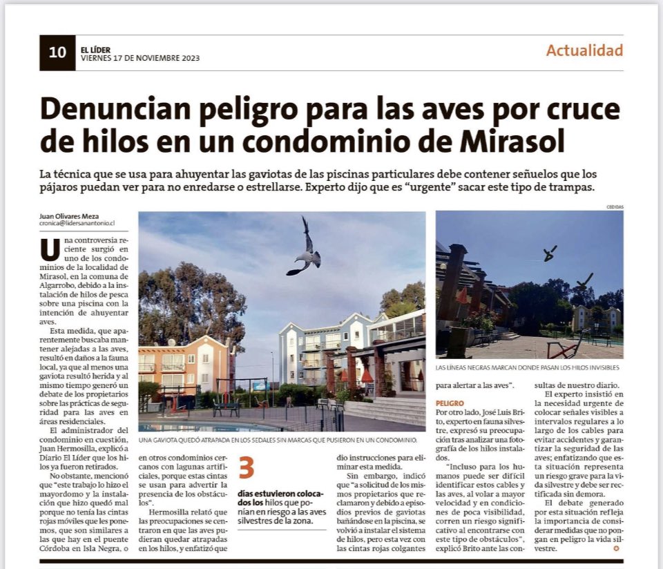 jlbritonativo's tweet photo. Aves silvestres en Peligro en Mirasol, Algarrobo @Munialgarrobo @sagchile @mma_valparaiso @MMAChile @Algarroboplaya @NoRabanal @tunquensustent @reddeemergencia @ladera_sur @lun https://t.co/BPTTzpg9gJ