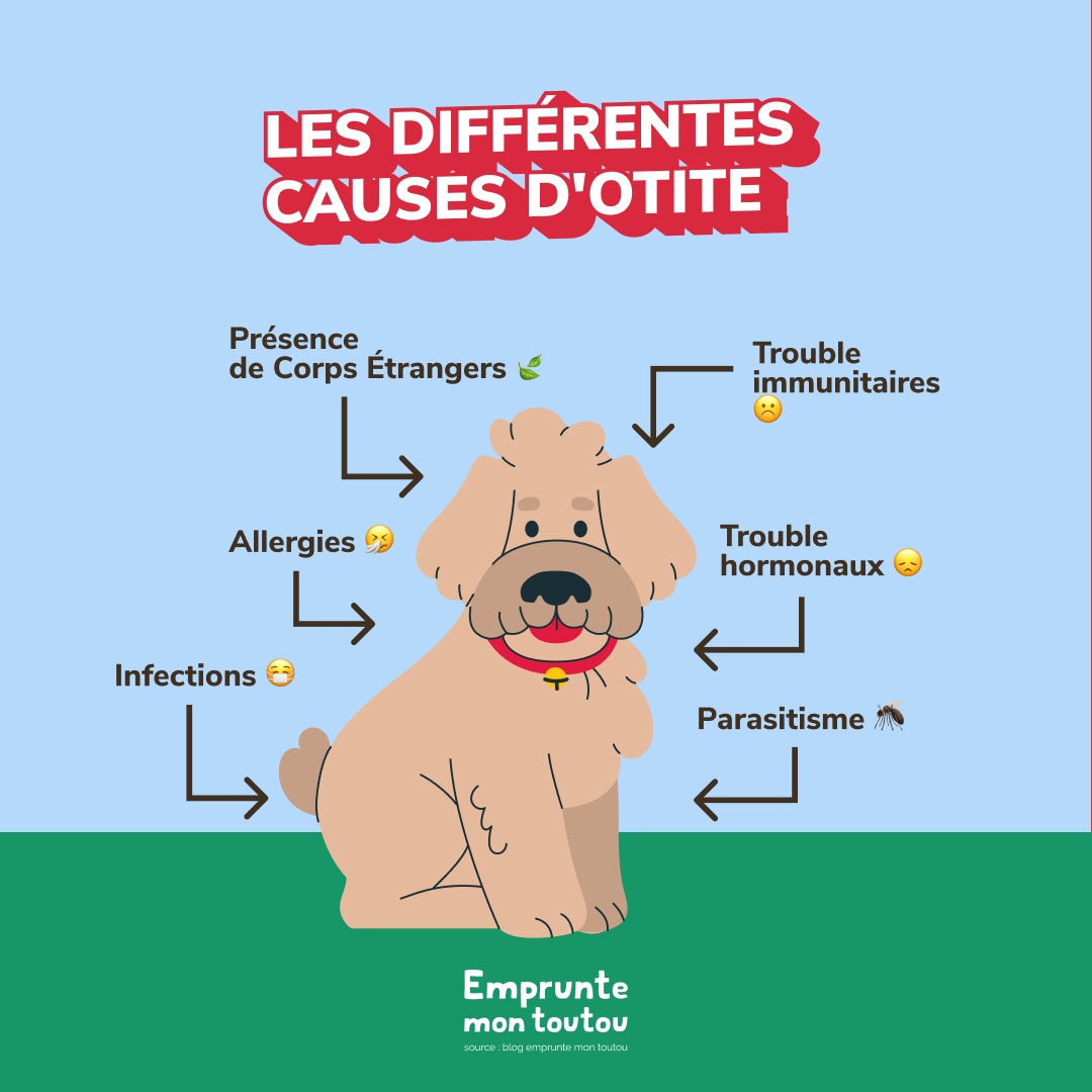 Nous savons à quel point il peut être stressant de voir votre fidèle ami souffrir d'une otite, alors nous avons rassemblé des informations précieuses sur les différentes causes de cette affection et comment les éviter 💕🐶