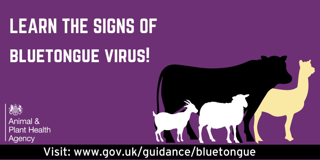 Be vigilant for the signs of #BluetongueVirus, especially on the south &amp; east coasts of England where there is a risk of infected midges being blown over from Europe.

Sheep are more likely to show obvious clinical signs than cattle. Learn the signs: gov.uk/guidance/bluet…