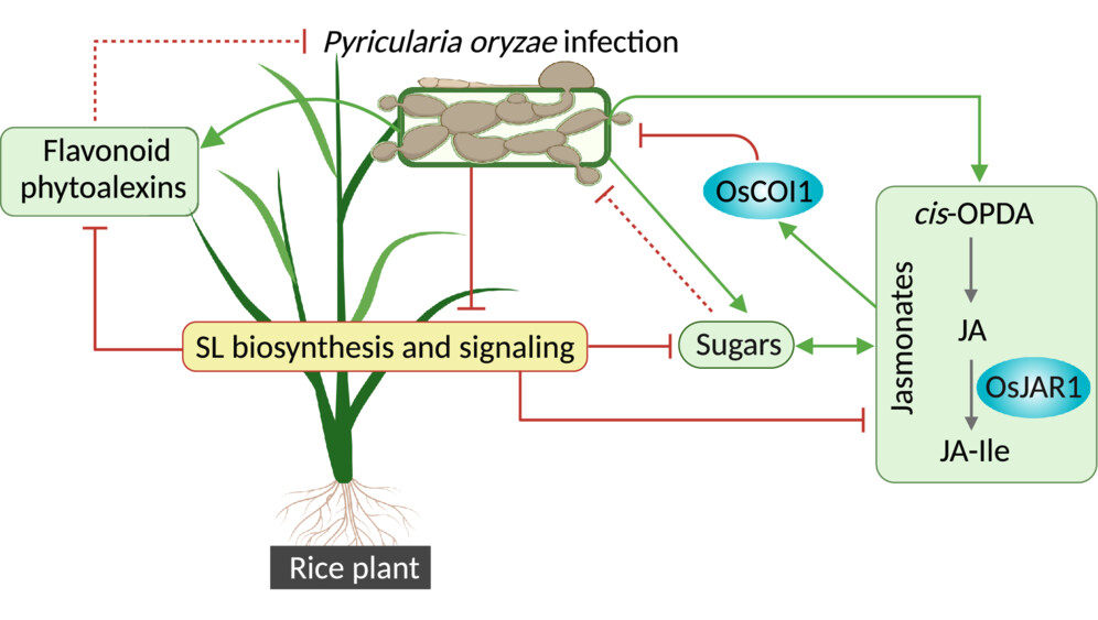 NewPhyt's tweet photo. Strigolactones antagonize rice chemical defense against the leaf blast fungus

Lahari et al. @ullah_chhana @MPI_CE

📖 https://t.co/jzZLUCRXmC https://t.co/bLkY8mXn4d