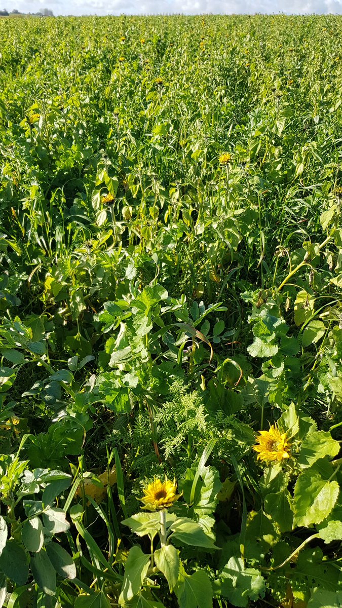 Alors qu'il est tombé tant de pluie sur le Pas de Calais, quelques parcelles sont exemptes d'eau en surface, sans trace d'érosion et avec des fleurs mi novembre. Évidemment ce sont des agriculteurs en ACS, adhérents de l'APAD !