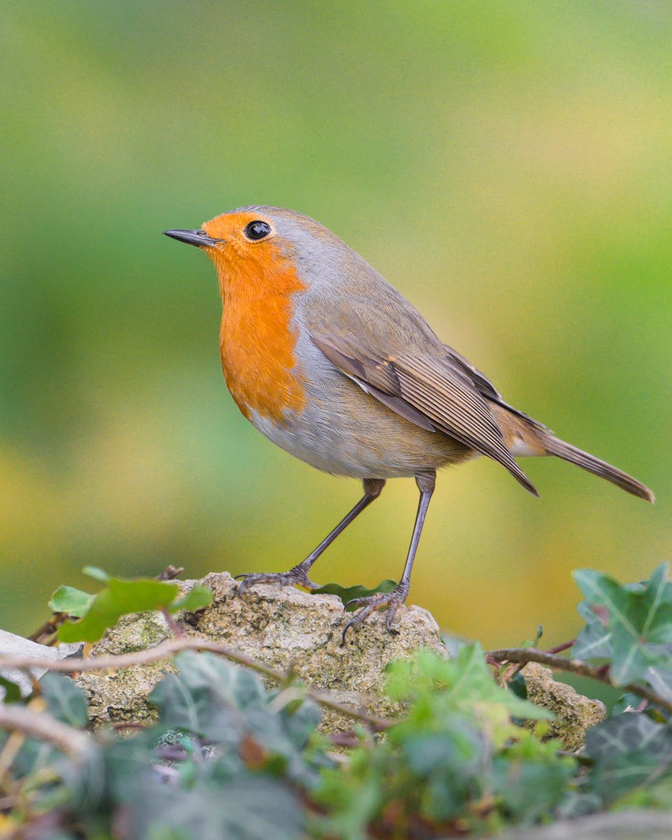 My instagram Post from today… i just love Robin Birds 😍