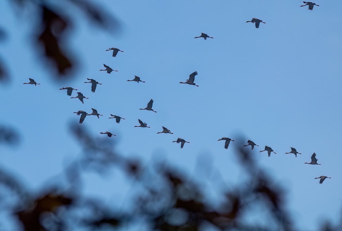 Kraanvogels vanochtend over Nuenen