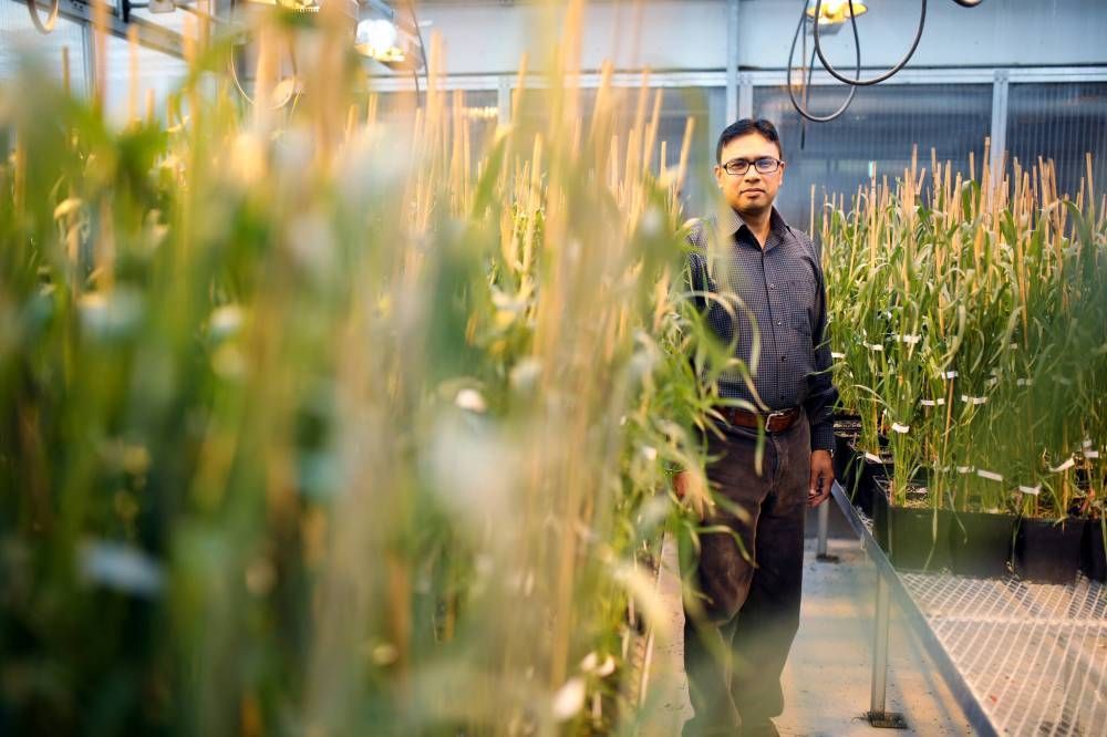 Dr. Santosh Kumar has been working on breeding wheat to ensure the crop is able to handle challenges such as climate change and extreme weather, hoping to bolster the world’s food supply and ensure farms are sustainable at the same time. bit.ly/3QFxdQN #bdnmb