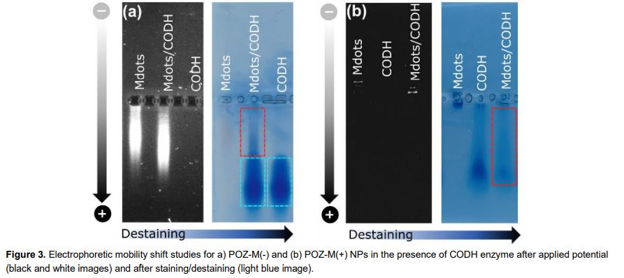 Photo2Fuel (@photo2fuel) on Twitter photo Our researchers from <a href="/tian_lab/">Haining Tian & Group</a> have published a #preprint!
Have a look at the study "Photobiocatalytic CO2 reduction into CO by Organic Nanoparticle-Carbon Monoxide Dehydrogenase Assemblies: Surfactant Matters"
Check it out!
chemrxiv.org/engage/chemrxi… Our researchers from <a href="/tian_lab/">Haining Tian & Group</a> have published a #preprint!
Have a look at the study "Photobiocatalytic CO2 reduction into CO by Organic Nanoparticle-Carbon Monoxide Dehydrogenase Assemblies: Surfactant Matters"
Check it out!
chemrxiv.org/engage/chemrxi…