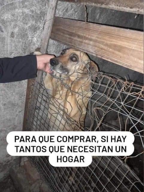 mayumiguillen's tweet photo. #Adopta https://t.co/SfW3AUmTs7