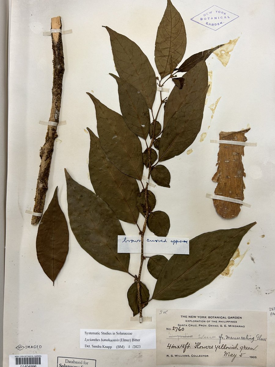 Sandra Knapp tweet media