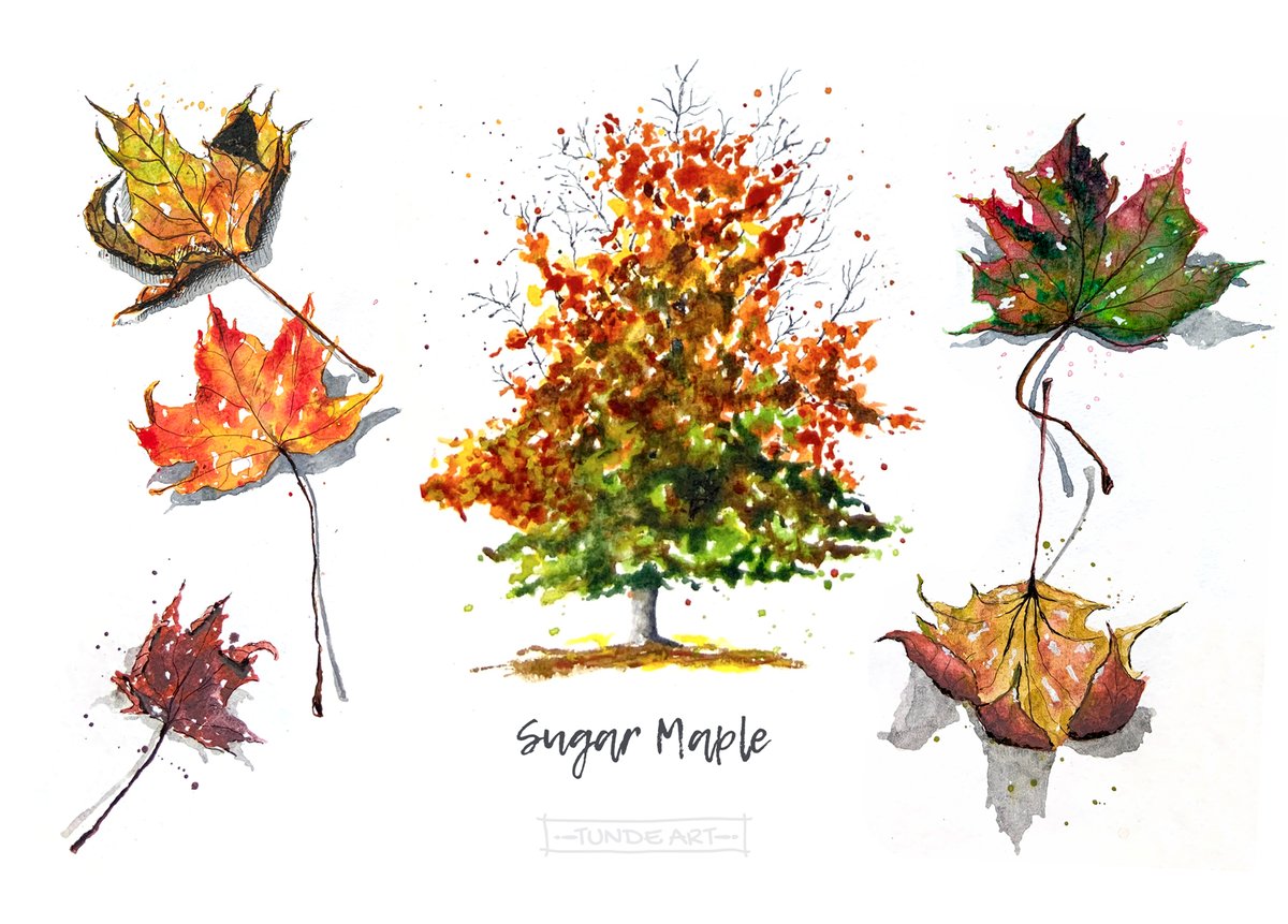 Sugar maple tree and its leaves. 

#sketch #autumn #fall #learning #nature #amazingnature #tundeart #naturejournal #sugarmaple #maple #tree #art #journaling