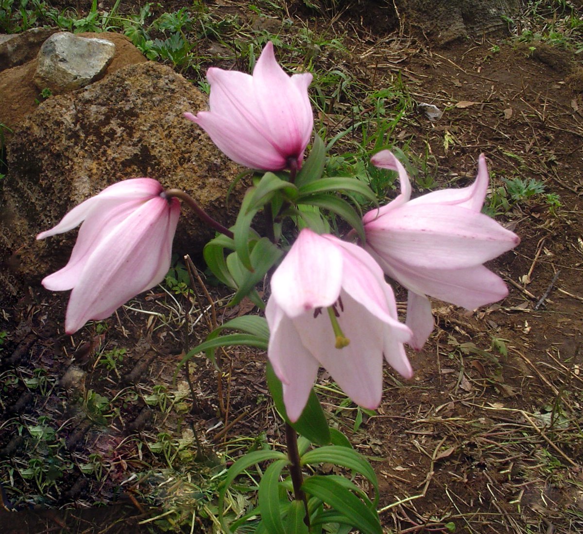 Shirui Lily,the rare&amp;famous flower of #Manipur is grown in Shirui Kashung in Ukhrul District. In 1946,Mr.Kingdom Ward came to ManipurHills for Botanical collection on behalf of NewYorkBotanicalSociety had made a sensational discovery of the flower&amp;even bagged prestigious prizes