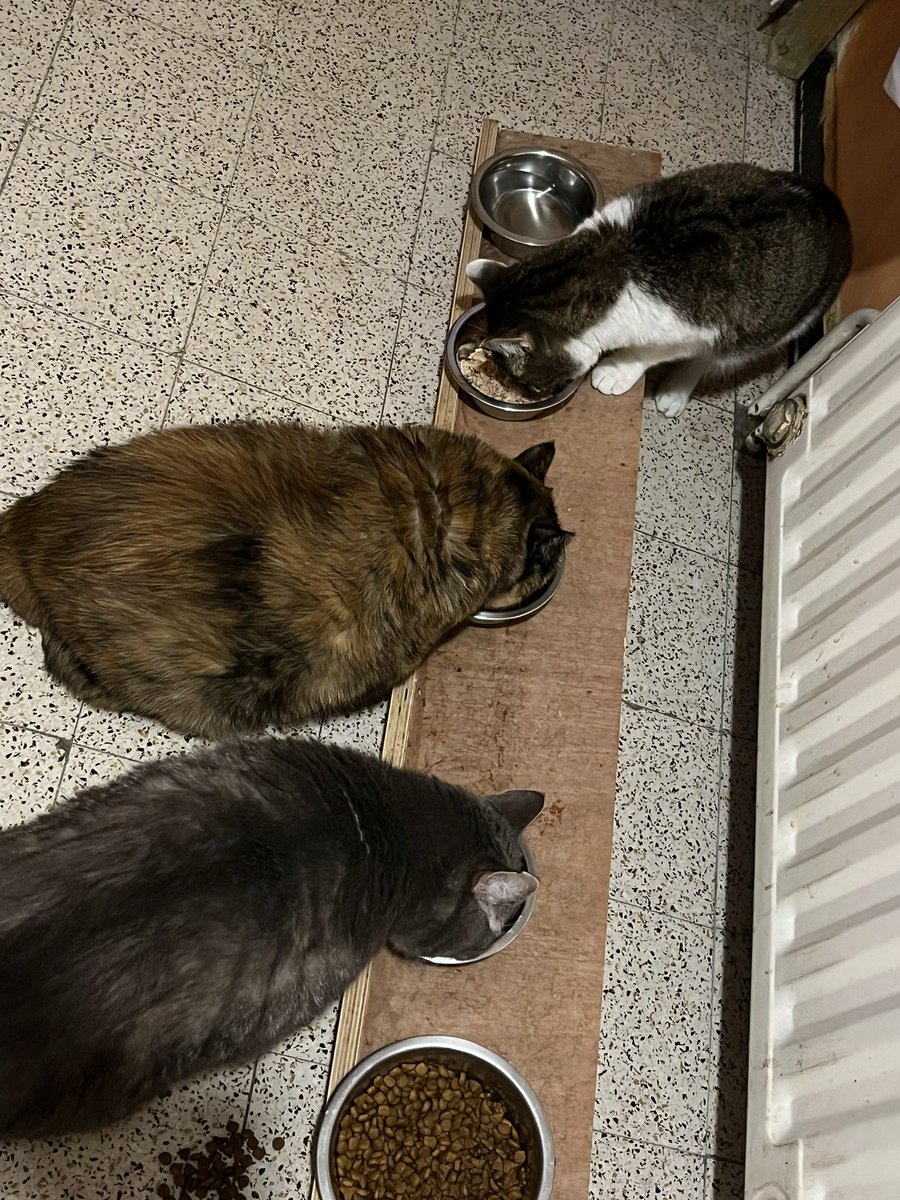 Ladodue's tweet photo. A tableeeeee #lola #mignonnette #pací https://t.co/CuHJAmg2kp