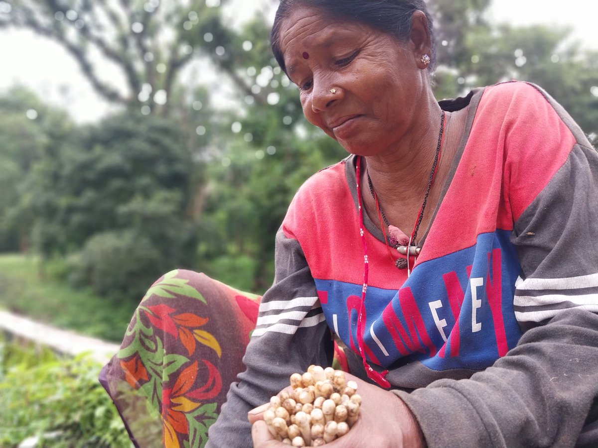 deepanwita_t's tweet photo. Life inside a tiger reserve
I met Sukhwara Bai while she was selling mushrooms inside #Achanakmar. Seasonal mushrooms are collected by forest dwellers for consumption &amp; sale. @abhayminz @TribalArmy #NarenderRevelli @TuragaF @uohcomm #relocation #50YearsOfProjectTiger @ntca_india https://t.co/e8Pfa6MCSj