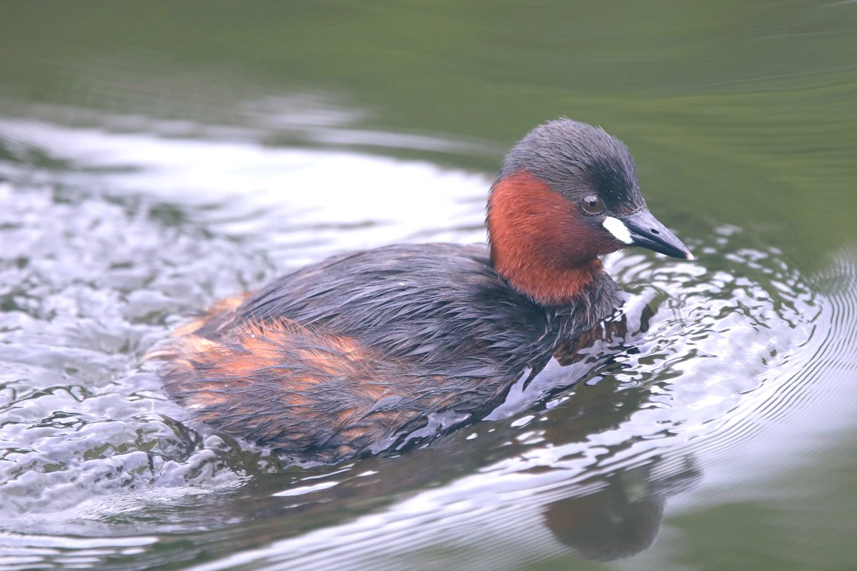 The little grebe (Tachybaptus ruficollis), also known as dabchick, is a member of the grebe family of water birds. The genus name is from Ancient Greek takhus 'fast' and bapto 'to sink under'. The specific ruficollis is from Latin rufus 'red' and Modern Latin -collis, '-necked',…