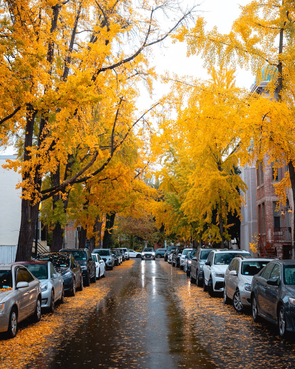 Ginkgo trees in DC