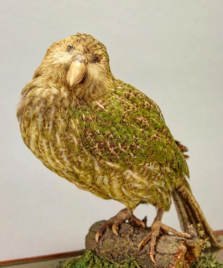 For #DetailsOfAstonHall today, we're sharing our taxidermy kākāpō, which was named Charlie by one of our staff members.