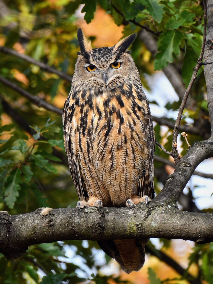 Joy in Central Park today as Flaco the Eurasian Eagle-Owl has returned to reclaim his favorite oak tree, standing his ground despite visits from a hawk and some crows. 🦉 ♥️ 🌳