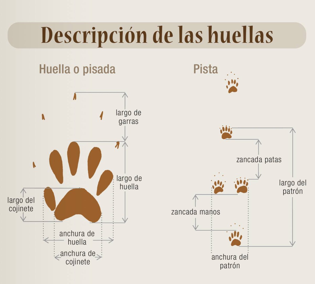 CONABIO's tweet photo. 🐇 🐾¿Te imaginas identificar especies por sus huellas? 🐇 🐾

Descarga gratis esta guía de bolsillo "Manual para el rastreo de mamíferos silvestres de México" 

https://t.co/EJdRemfm86 https://t.co/1DCJ40UyfB