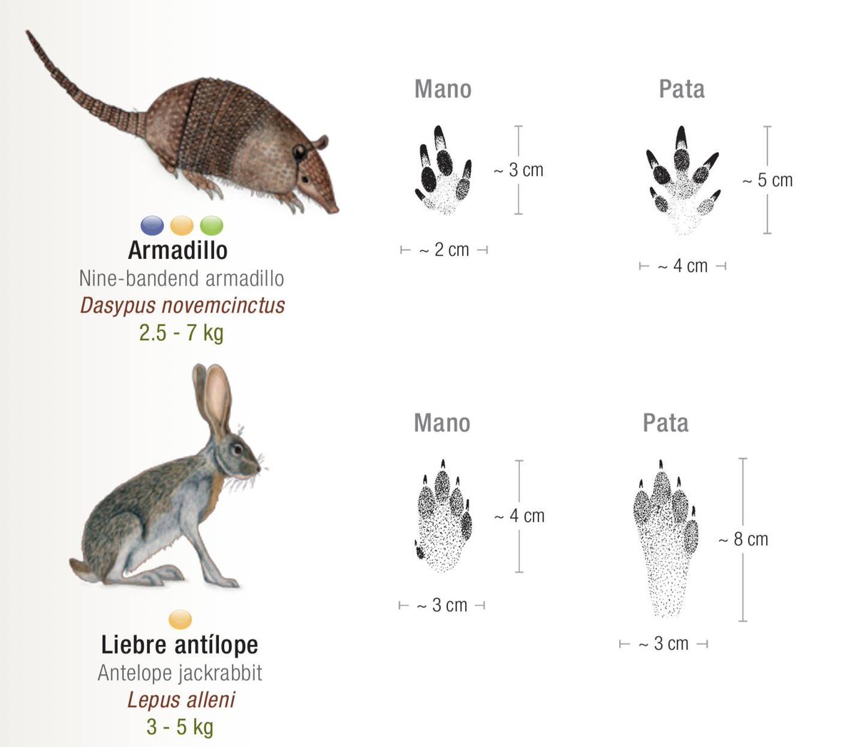 🐇 🐾¿Te imaginas identificar especies por sus huellas? 🐇 🐾

Descarga gratis esta guía de bolsillo "Manual para el rastreo de mamíferos silvestres de México" 

bioteca.biodiversidad.gob.mx/janium-bin/jan…