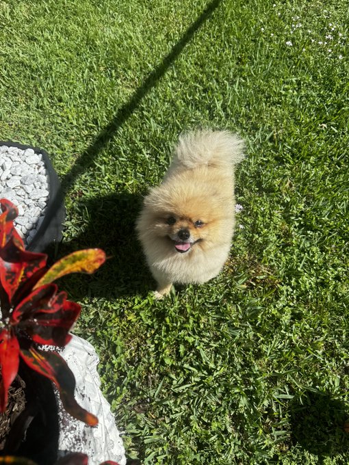 GOKU 🧡💙 https://t.co/fBhsTfWnmF