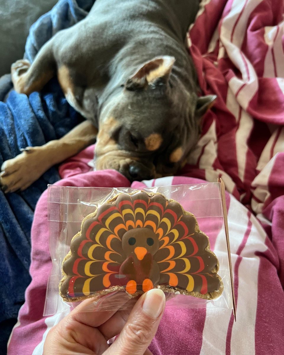CogsDogs's tweet photo. Apparently, all my dogs have already had too much turkey 🦃.
They couldn’t be bothered so I let them be. 💤 Abby is the only one interested so I at least have one loyal pup. 😂
https://t.co/epWCRc1n17
#dogtreats #thanksgiving #dogcookies #talkturkeytome #holidayseason https://t.co/CbVbwX7C83