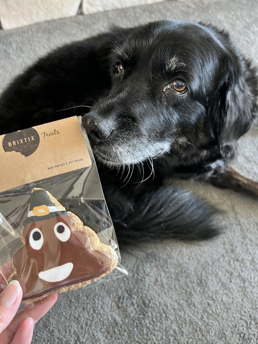 CogsDogs's tweet photo. Apparently, all my dogs have already had too much turkey 🦃.
They couldn’t be bothered so I let them be. 💤 Abby is the only one interested so I at least have one loyal pup. 😂
https://t.co/epWCRc1n17
#dogtreats #thanksgiving #dogcookies #talkturkeytome #holidayseason https://t.co/CbVbwX7C83