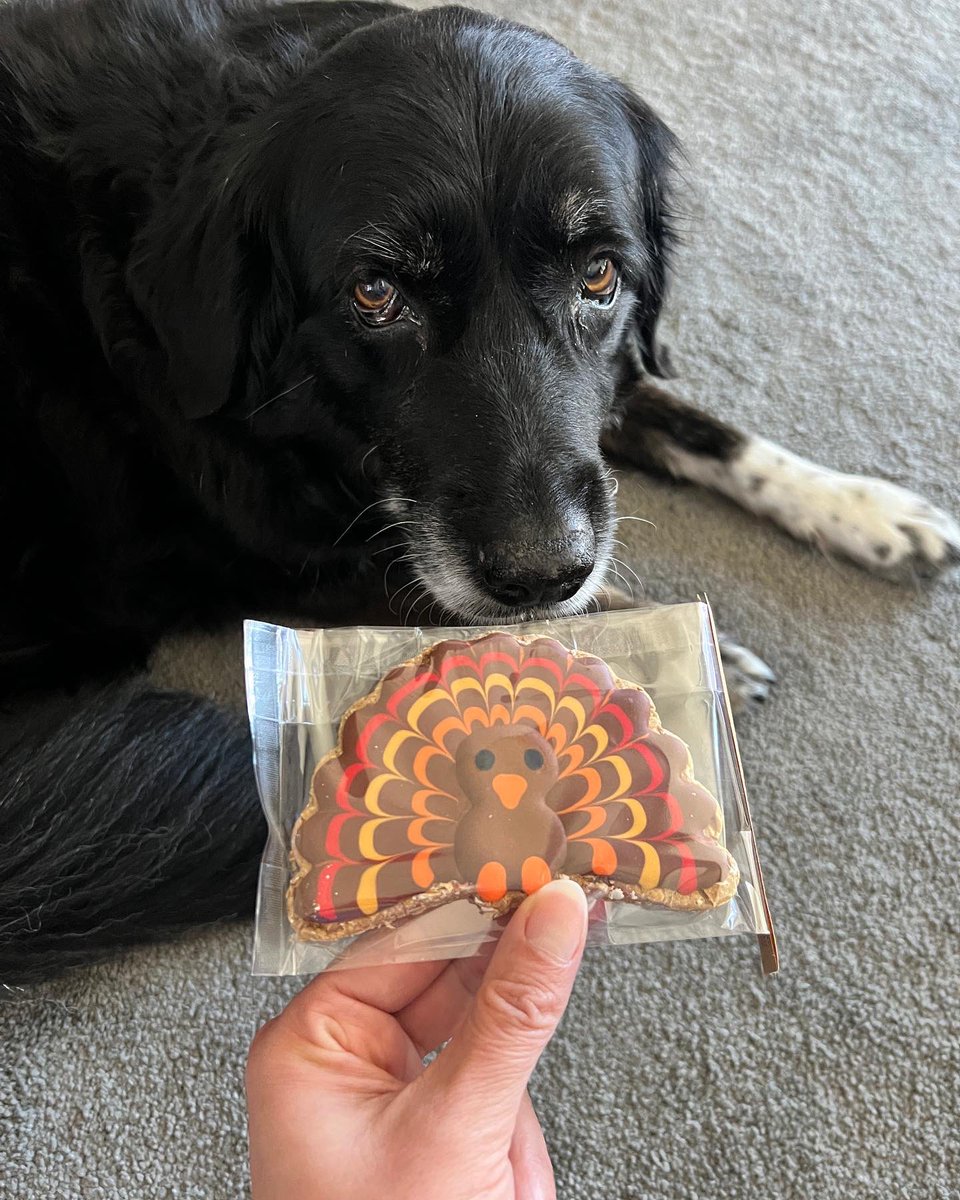 CogsDogs's tweet photo. Apparently, all my dogs have already had too much turkey 🦃.
They couldn’t be bothered so I let them be. 💤 Abby is the only one interested so I at least have one loyal pup. 😂
https://t.co/epWCRc1n17
#dogtreats #thanksgiving #dogcookies #talkturkeytome #holidayseason https://t.co/CbVbwX7C83