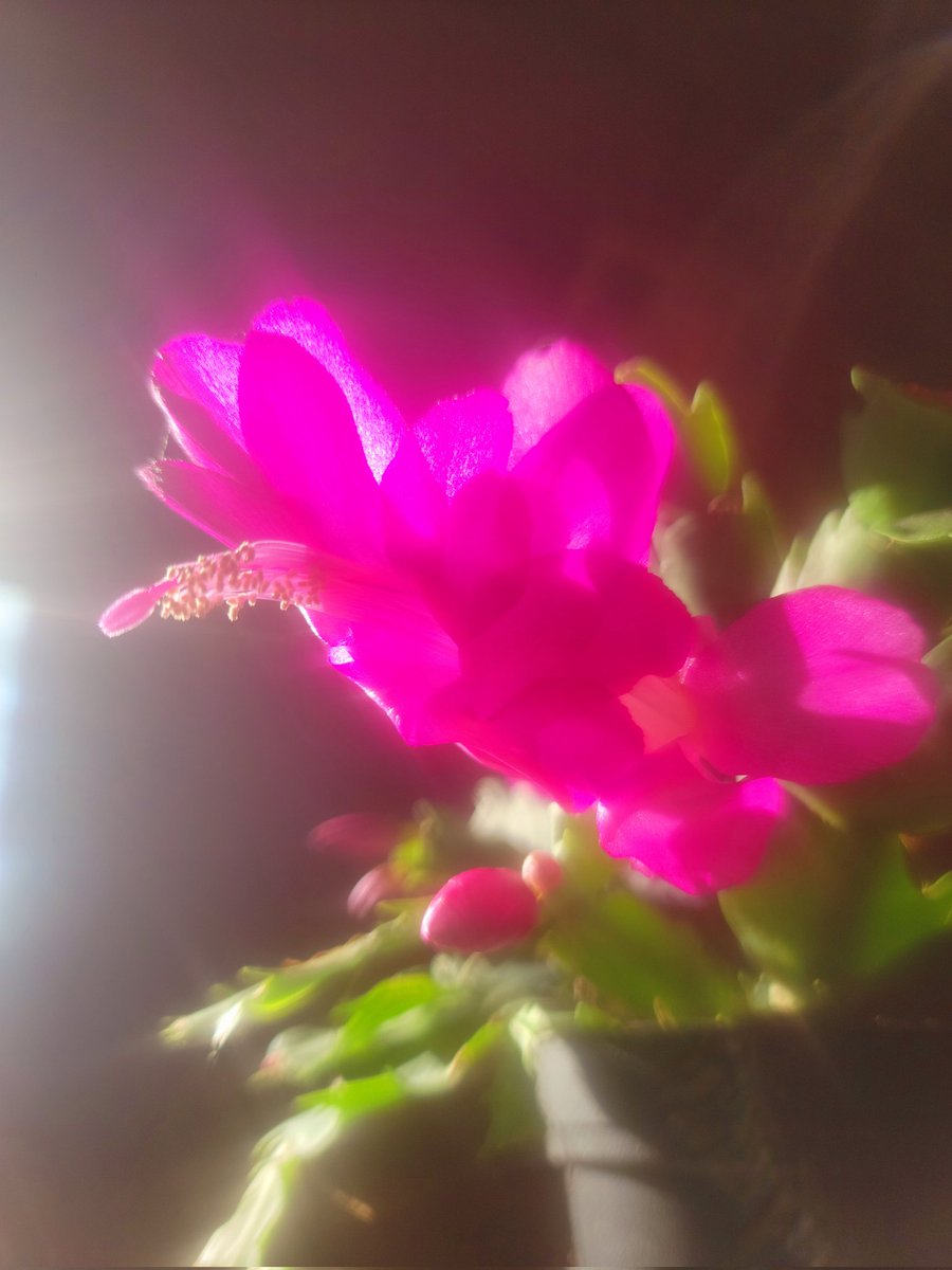Happy Friday Everyone,
🌸 Christmas cactus is in bloom. Have a wonderful day💕

#HappyFriday #cactus 
#houseplants #NatureBeauty