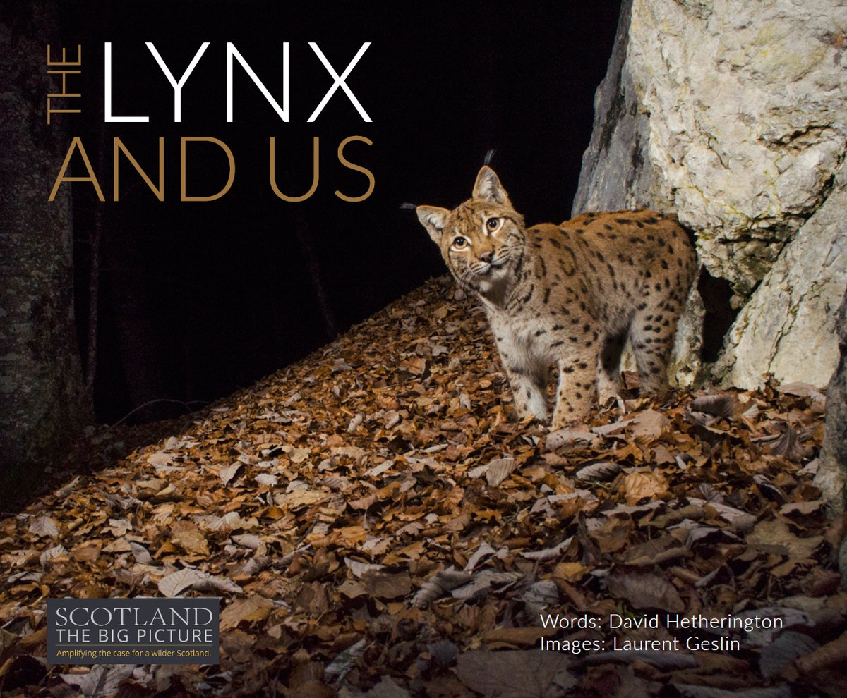 The Lynx and Us eBook is now available FREE in our shop! Lynx are largely unknown to us. How do these secretive hunters live? What do they eat? How do they get on with people? Read the story and picture the return of #LynxToScotland for yourself: bit.ly/47AYAC9