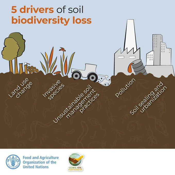 UNBiodiversity's tweet photo. Soil is a living resource and is home to more than 25% of our planet's biodiversity. Yet, it is threatened by human activity.

Check out the 5️⃣ drivers of soil biodiversity loss. 

via @FAO @theGEF https://t.co/33xRoNFDJ8
