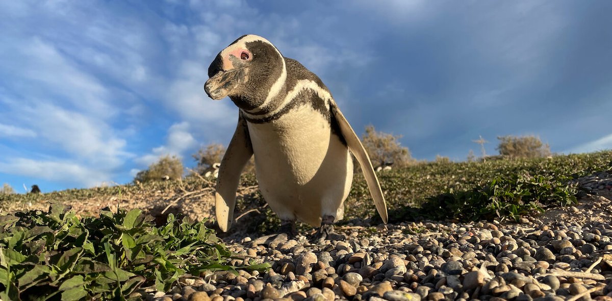 AnnFinkbeiner's tweet photo. Eric's in Patagonia, looking for his penguin named Turbo, looking at all the pandemics in all the different terns and sea lions and penguins, still hoping for the best.  This is a superb story, only a little sad but what do you expect from nature anyway.  https://t.co/aBeDQMIhJu https://t.co/zrAqZPeNR1