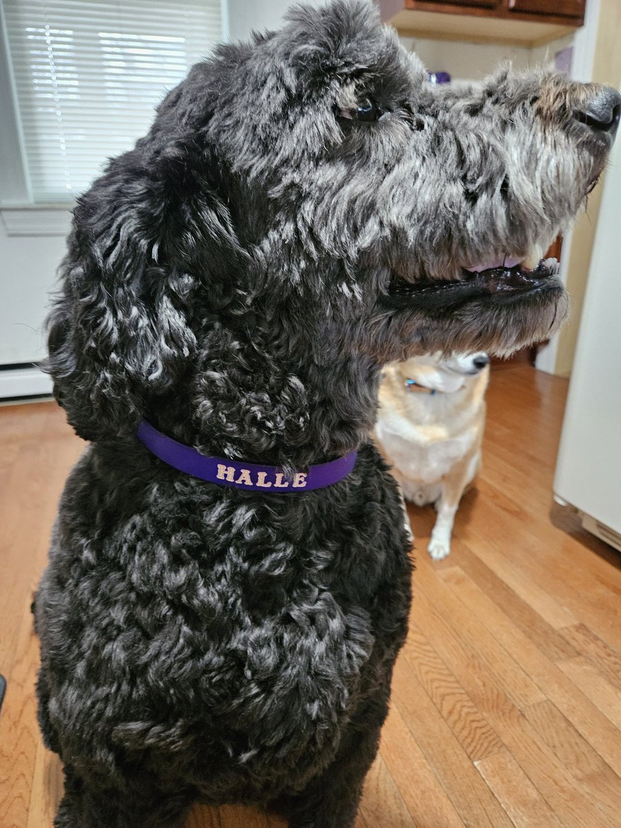 msnthebeach's tweet photo. My new collar from @HideSteel came today!! It's super pretty with added bling. Really is the nicest leather collar wif my name too!! https://t.co/Ihxo54xq9c