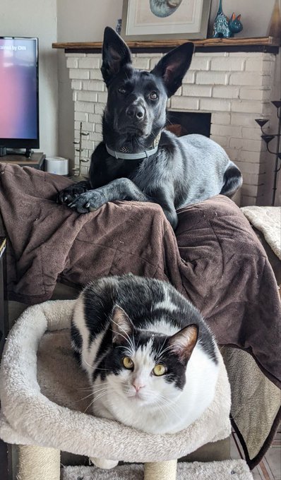 Chica &amp; Munchie ❤️ https://t.co/aOcpF9Qwcb