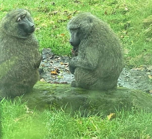 olive__preston's tweet photo. A few more scenes from Knowsley Safari Park! #Year1 #Science #Animals #Experiences #Adventure #Memories #Trips #MakingLearningComeAlive #Ambition #WeAreSTAR https://t.co/n7IvXuOtNk