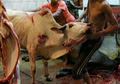 PETA_France's tweet photo. L'industrie de la mode en quelques images 👇 https://t.co/mnabzFovP0