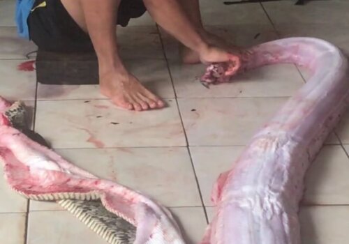 PETA_France's tweet photo. L'industrie de la mode en quelques images 👇 https://t.co/mnabzFovP0