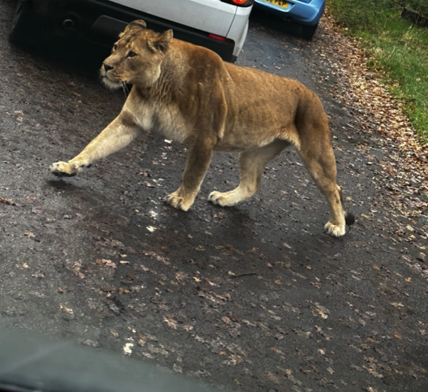 olive__preston's tweet photo. A few more scenes from Knowsley Safari Park! #Year1 #Science #Animals #Experiences #Adventure #Memories #Trips #MakingLearningComeAlive #Ambition #WeAreSTAR https://t.co/n7IvXuOtNk