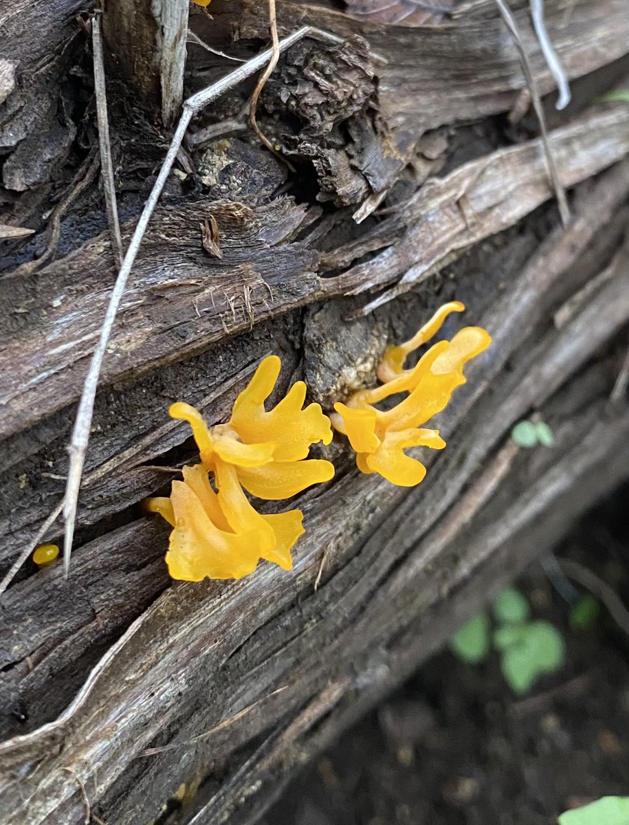 The creatively named “Fan-Shaped-Jelly-Fungus” - Dacryopinax spathularia. 

Species grows on rotting coniferous and broadleaf wood. Is commercially cultivated to produce long chain glycolipids, most frequently used as a preservative in soft drinks. 

#mushrooms #fungus #nature