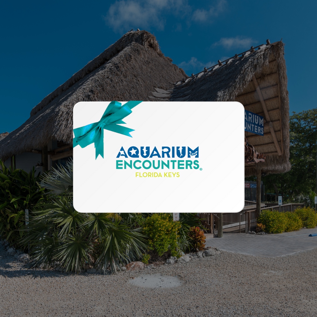 Give the gift of adventure this holiday season.

#aquariumencounters 
#FLaquariumencounters 
#everydayisearthday 
#coralrestoration 
#doyourpart 
#earthday 
#nature 
#aquarium 
#aquariumday 
#fieldtrip 
#roadtrip 
#floridadestinations 
#exploreflorida
#Miami 
#floridakeys 
#sp...
