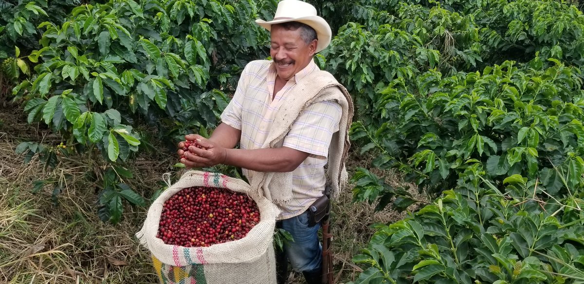 🌱 Meet the heroes behind your cup! Stay tuned for stories from our incredible farmers, highlighting our commitment to ethical, sustainable coffee. 🤝☕

buff.ly/3riQbUw

#NayaFarmers #EthicalCoffee #SustainabilityMatters