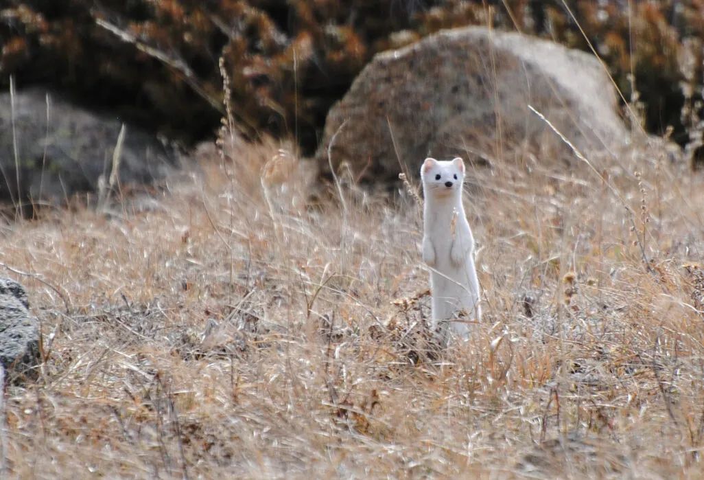 BoulderCountyOS's tweet photo. Do you change clothes for the winter months? Perhaps you put away your tank tops & haul out the sweaters? Weasels in Colorado change their coverings in winter months too. Weasels were dark chocolate brown in summer months grow a lovely white coat for winter camouflage. #BoCoParks https://t.co/3CdgrIB3Oh