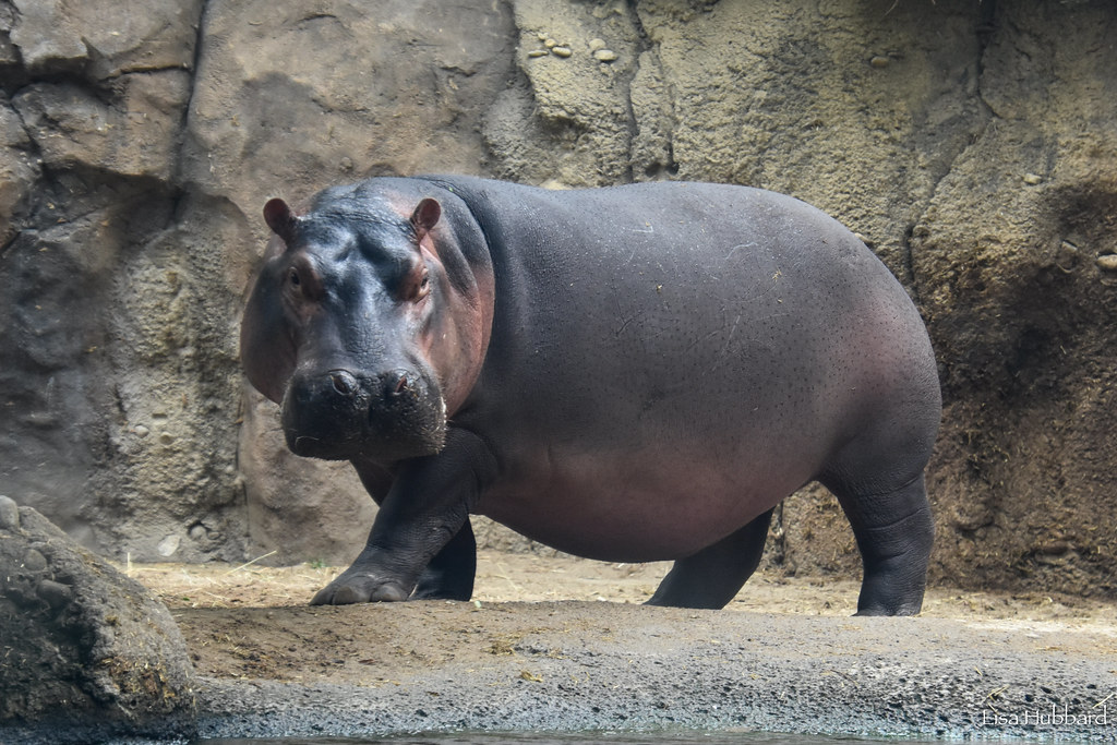 Cincinnati Zoo tweet media