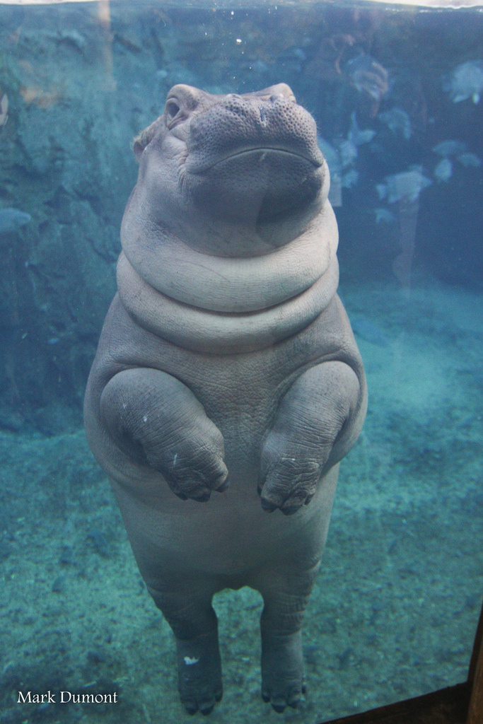 Cincinnati Zoo tweet media