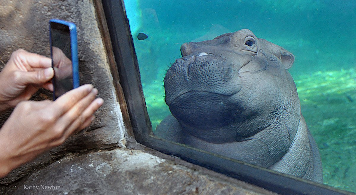 Cincinnati Zoo tweet media