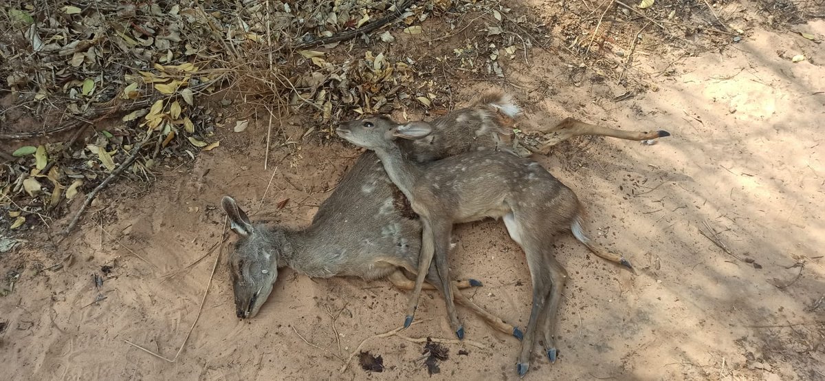 noticiasfides's tweet photo. 🔵 #ANF | #SantaCruz Animales mueren carbonizados en el Parque Nacional y Área Natural de Manejo Integrado Kaa-Iya del Gran Chaco debido a los incendios forestales que azotan esta región del país. (Fotos: Jerjes Suarez Ruiz) https://t.co/GLoauB8IGl