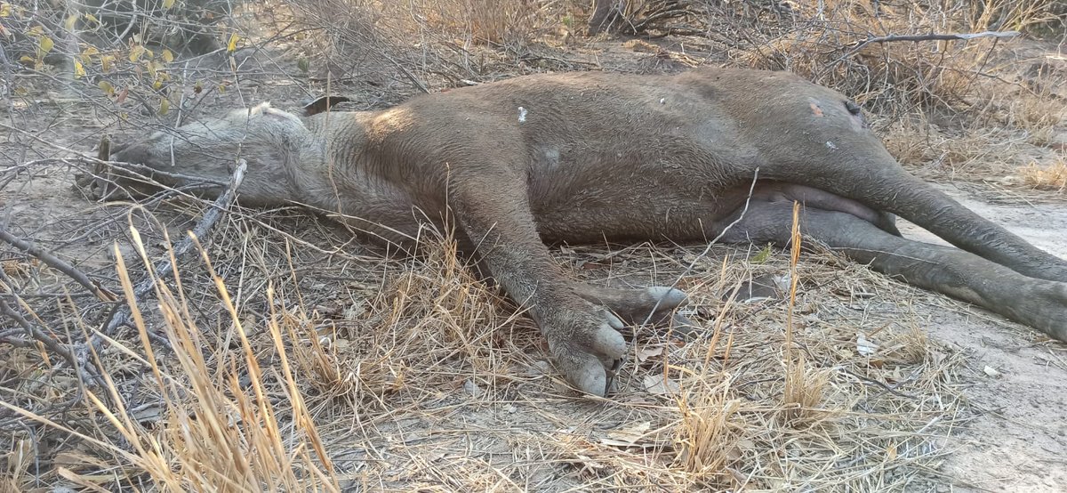 noticiasfides's tweet photo. 🔵 #ANF | #SantaCruz Animales mueren carbonizados en el Parque Nacional y Área Natural de Manejo Integrado Kaa-Iya del Gran Chaco debido a los incendios forestales que azotan esta región del país. (Fotos: Jerjes Suarez Ruiz) https://t.co/GLoauB8IGl