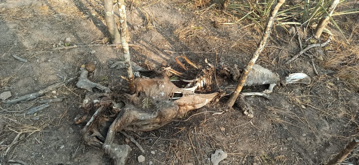 🔵 #ANF | #SantaCruz Animales mueren carbonizados en el Parque Nacional y Área Natural de Manejo Integrado Kaa-Iya del Gran Chaco debido a los incendios forestales que azotan esta región del país. (Fotos: Jerjes Suarez Ruiz)